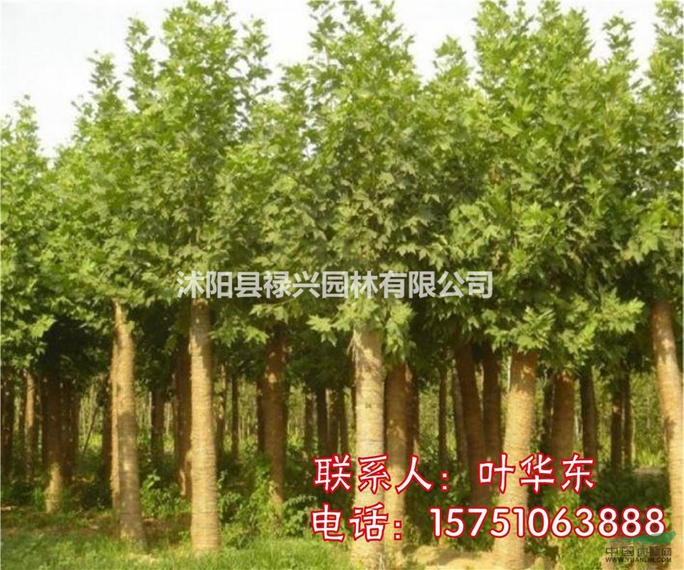2019法桐 8到30公分法桐價格、法桐圖片、法桐供應基地