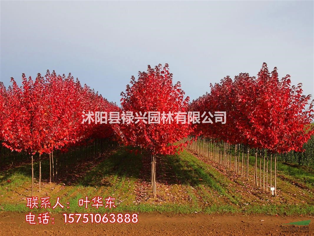 2019紅楓市場價 紅楓基地 紅楓圖片 種植方法