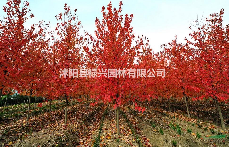 2019紅楓市場價 紅楓基地 紅楓圖片 種植方法