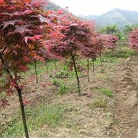 2019紅楓市場價 紅楓基地 紅楓圖片 種植方法