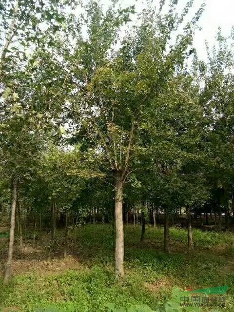南陽市南召縣小店鄉(xiāng)供應五角楓5---20公分
