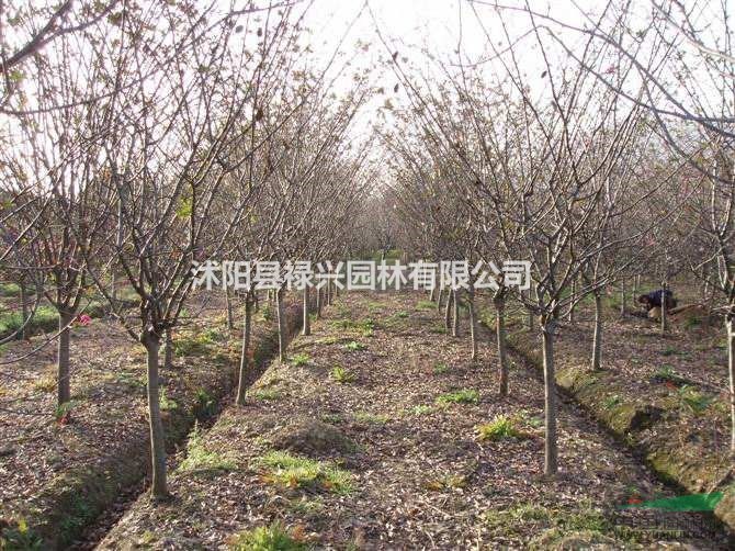 垂絲海棠批發(fā)價(jià)、垂絲海棠價(jià)格、垂絲海棠苗圃基地