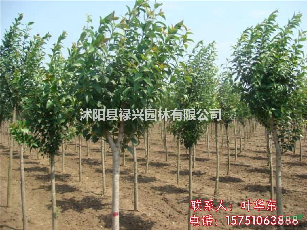 江蘇高桿女貞價格、 高桿女貞小苗批發(fā)價、 高桿女貞小苗種植