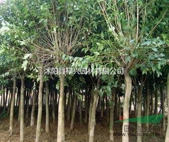 高桿女貞圖片、高桿女貞苗圃基地、2到13公分高桿女貞出售