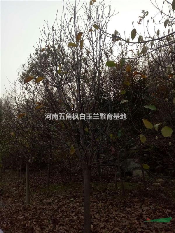河南紅玉蘭│河南紅玉蘭基地│河南紅玉蘭價(jià)格