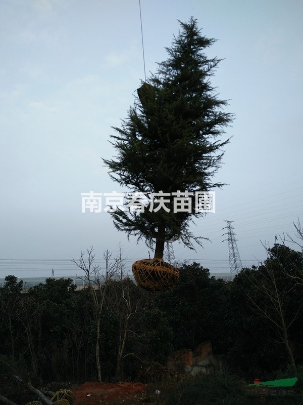 南京3米高雪松多少錢一棵3米雪松價(jià)格