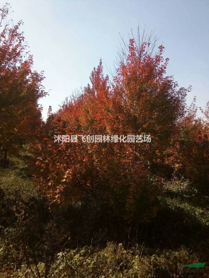 美國紅楓 秋火焰 紅點  紅冠  產(chǎn)地價格 基地直銷