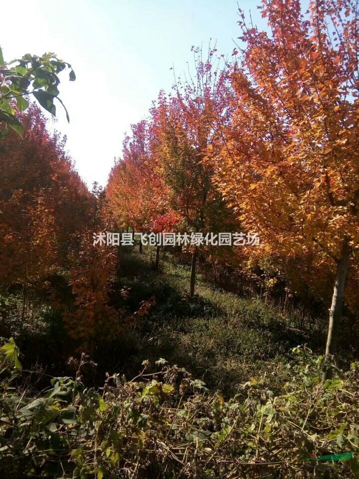 美國紅楓 秋火焰 紅點  紅冠  產(chǎn)地價格 基地直銷