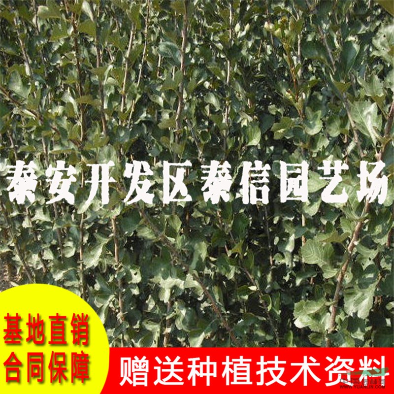 山楂苗基地 山楂苗批發(fā)