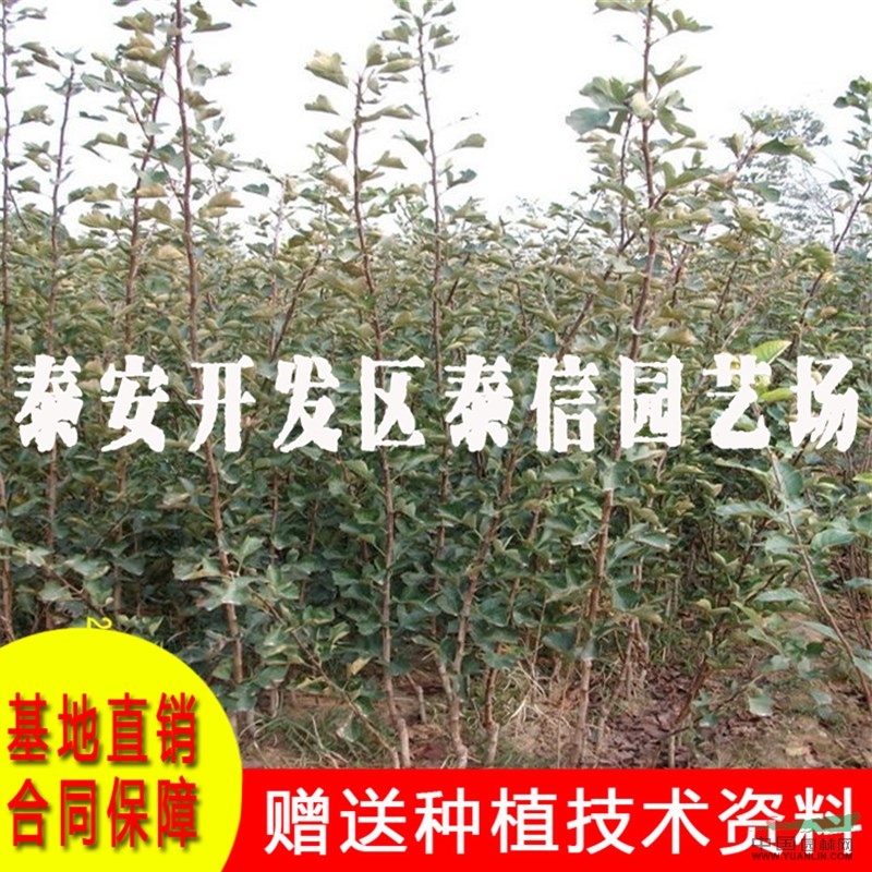 山楂苗基地 山楂苗批發(fā)
