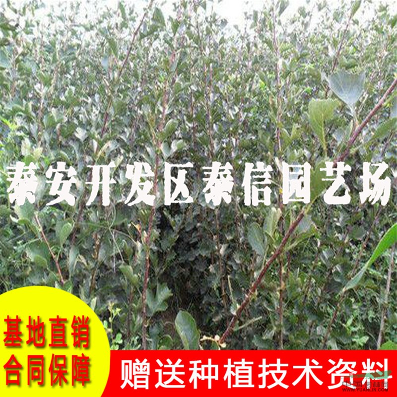 大棉球山楂樹(shù)苗基地 大棉球山楂樹(shù)苗批發(fā)