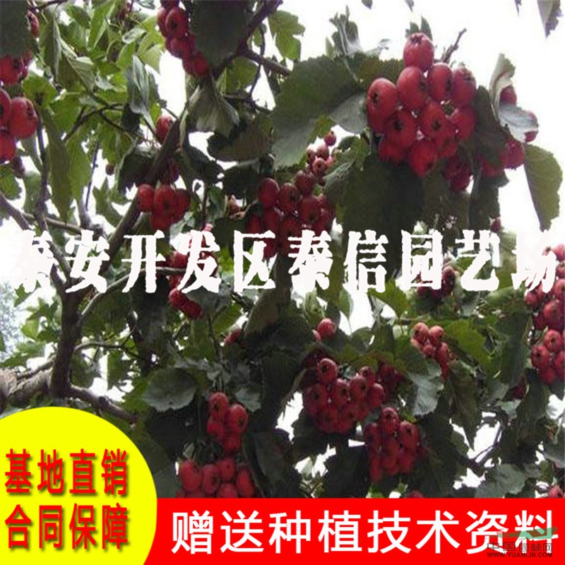 大棉球山楂樹(shù)苗基地 大棉球山楂樹(shù)苗批發(fā)