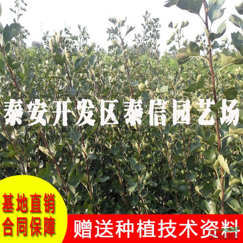 大棉球山楂苗價(jià)格 大棉球山楂苗基地