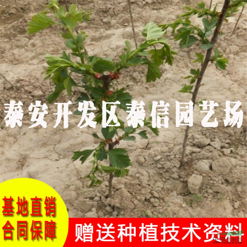 大棉球山楂苗價(jià)格 大棉球山楂苗基地