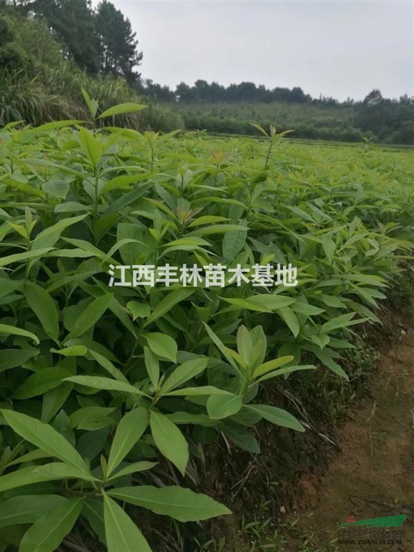 供應(yīng)木荷 杜英 楓香