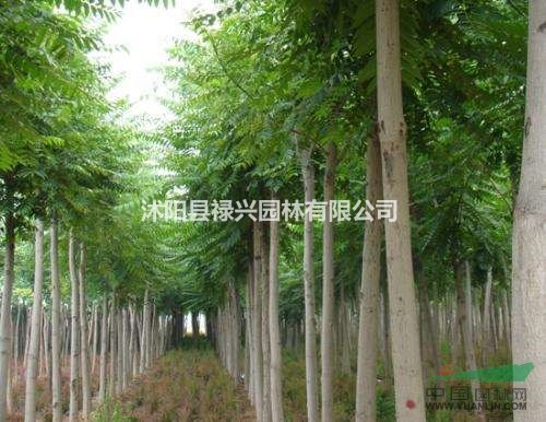 供應(yīng)青銅、青銅圖片、青銅小苗種植基地、青銅苗圃基地