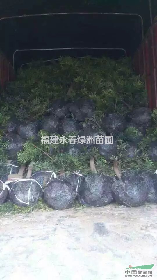 福建最大羅漢松產(chǎn)地，大量征地羅漢松價(jià)格，哪里的羅漢松最便宜