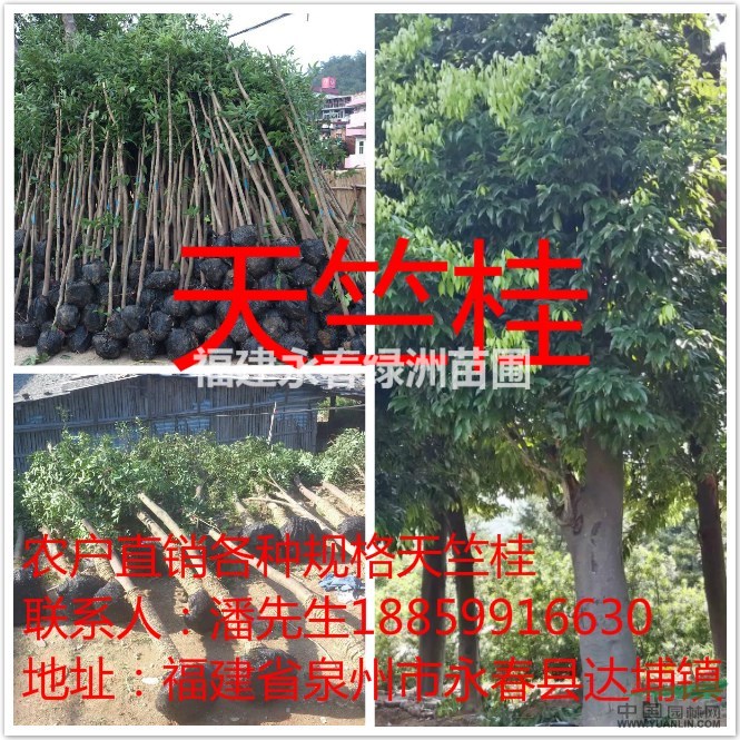 福建天竺桂種植基地，天竺桂哪里最便宜，泉州天竺桂哪里最多