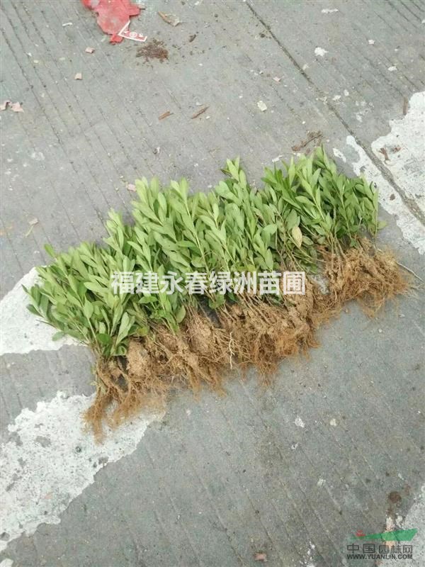 福建毛鵑芽苗價格，毛鵑芽苗產(chǎn)地，哪里有大量供應(yīng)毛鵑芽苗便宜