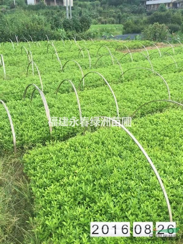 福建毛鵑芽苗價格，毛鵑芽苗產(chǎn)地，哪里有大量供應(yīng)毛鵑芽苗便宜