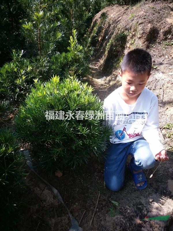 福建羅漢松球，大量供應羅漢松60球，羅漢松80，1米球形價格