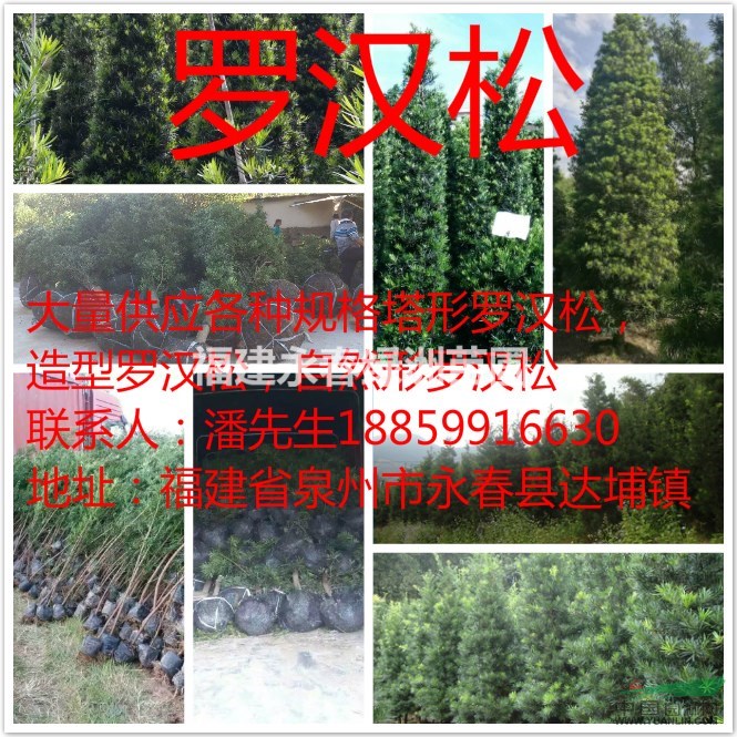 福建羅漢松球，大量供應羅漢松60球，羅漢松80，1米球形價格