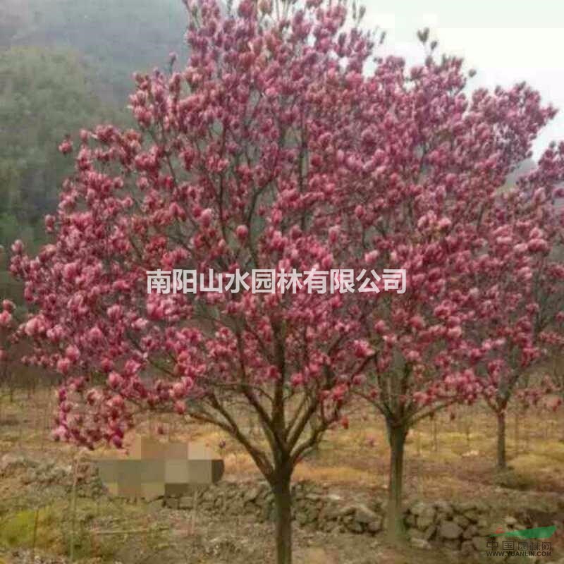 供應(yīng)30公分紅玉蘭