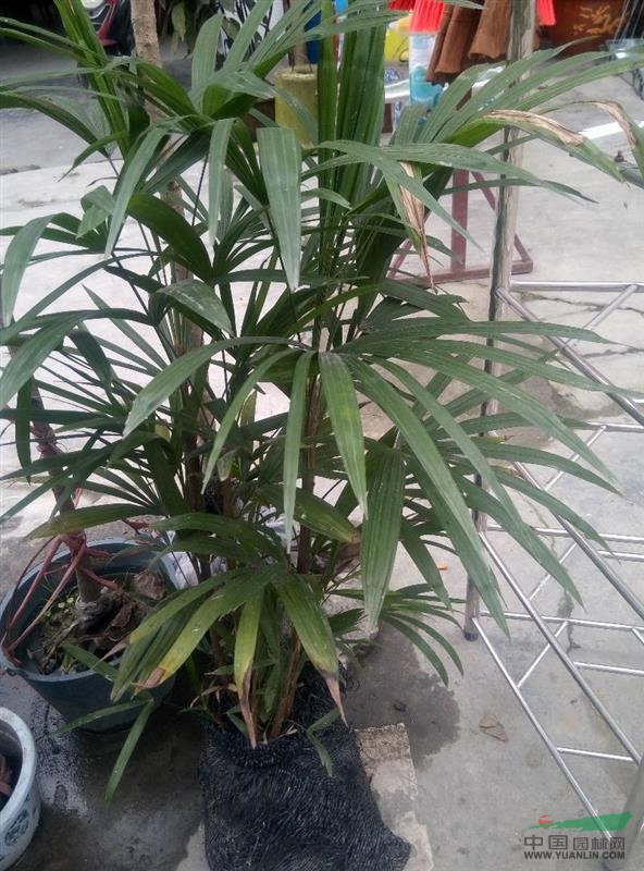 供應棕竹