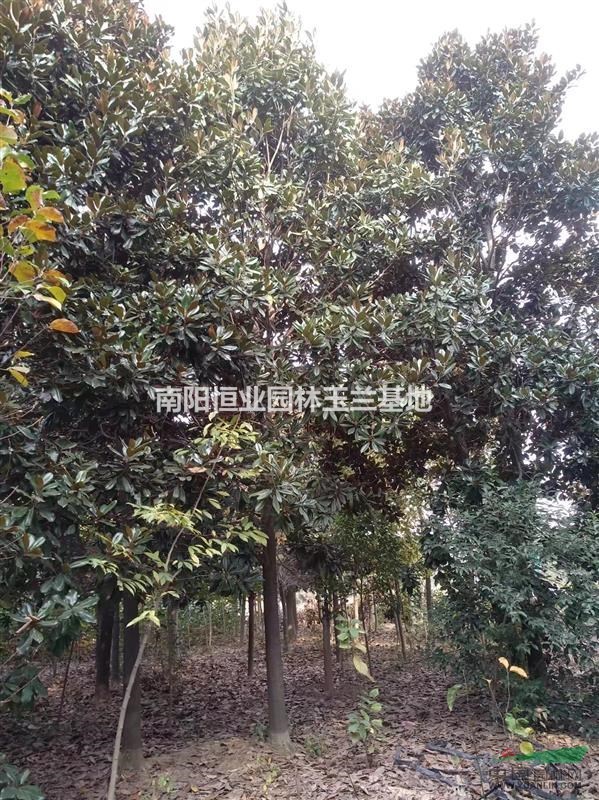 廣玉蘭 3-30公分