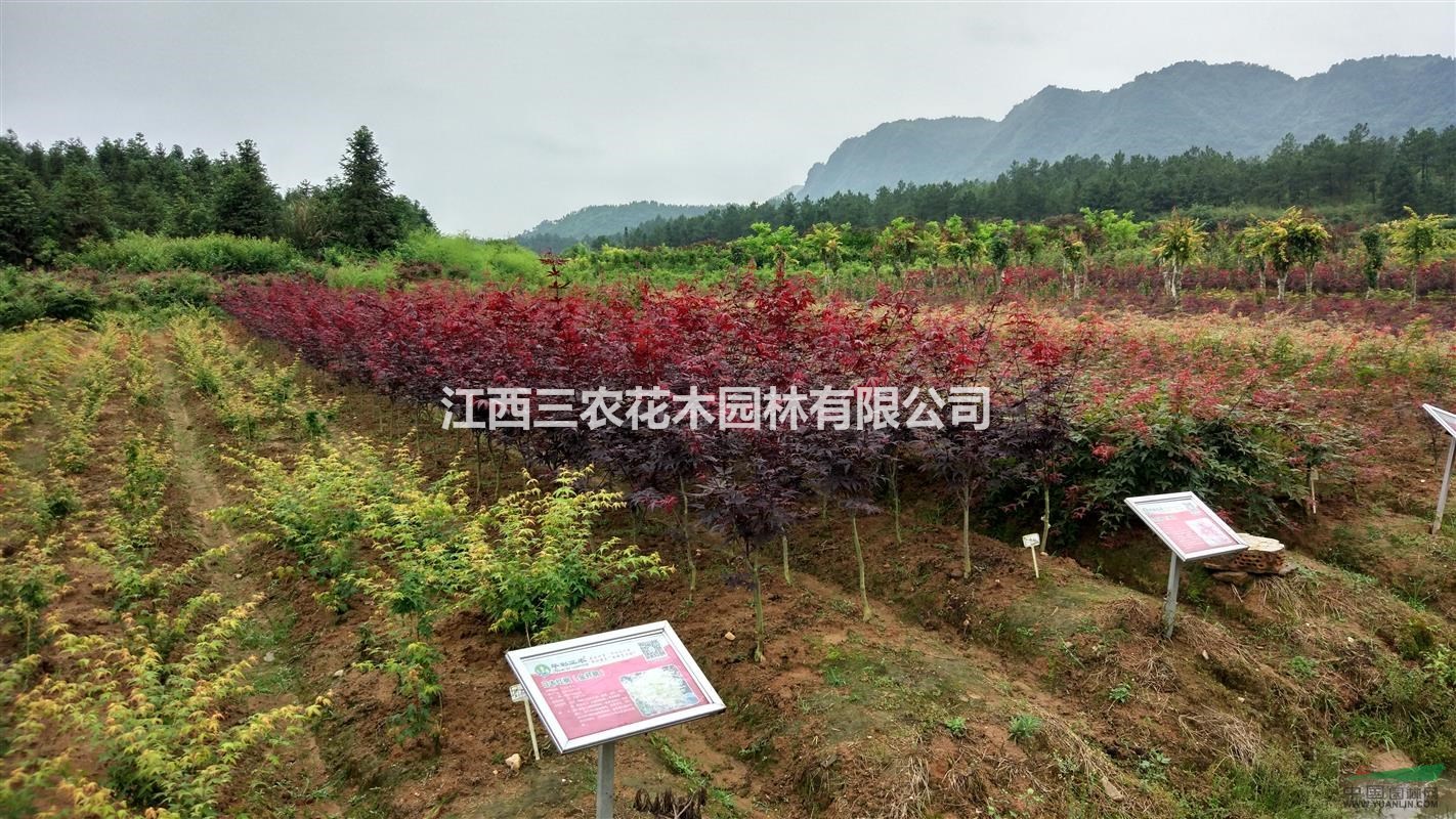 5公分紅楓:三季紅楓全年紅葉300天