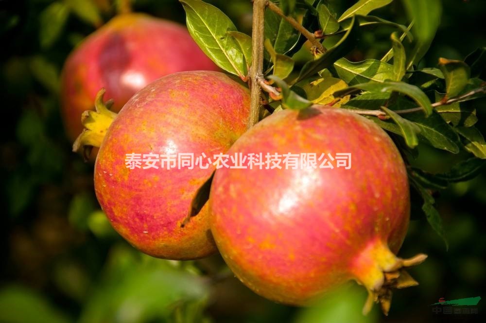 山東軟子石榴苗 泰山紅石榴苗品種