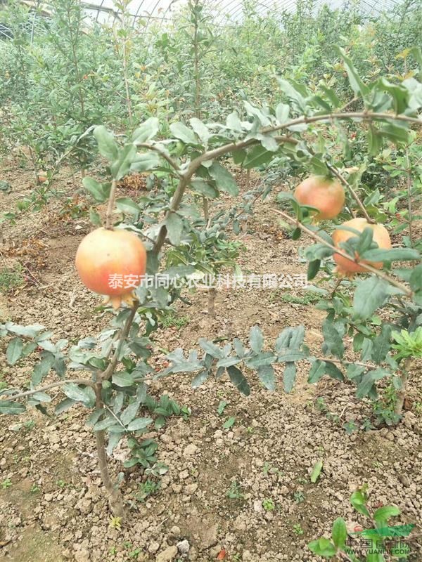 山東軟子石榴苗 泰山紅石榴苗品種