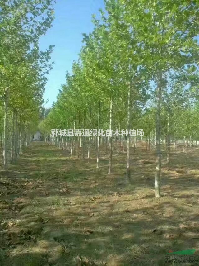 2021年全新法桐價格，法桐價格資訊