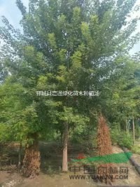 2021年14公分五角楓報(bào)價(jià)，五角楓價(jià)格