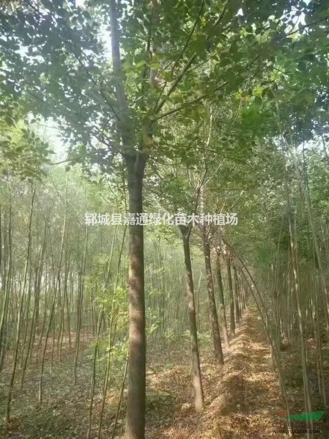 2021年全新白蠟價(jià)格，白蠟價(jià)格咨詢