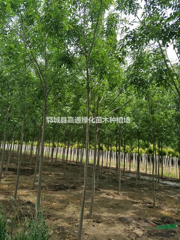 2021年全新白蠟價(jià)格，白蠟價(jià)格咨詢
