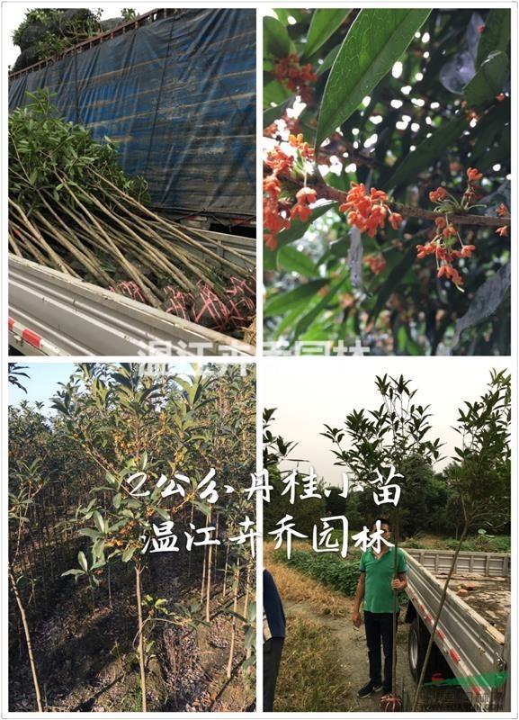 四川小桂花、高桿桂花、桂花小苗批發(fā)