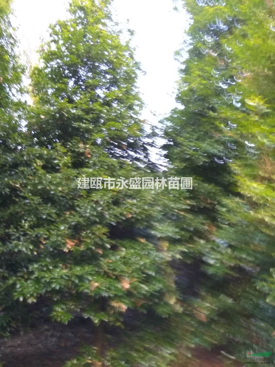 供應(yīng)楠木閩楠、金絲楠10---20cm，數(shù)量500株。