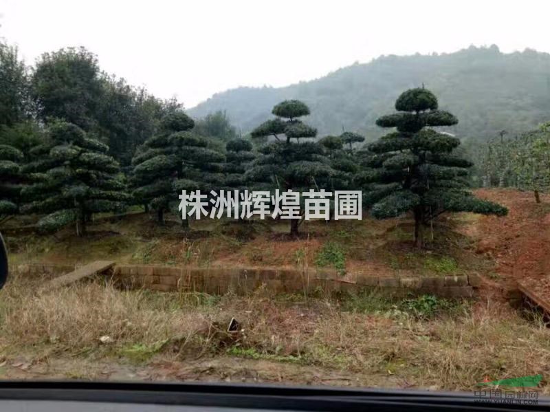 湖南株洲，造型羅漢松，8-15cm