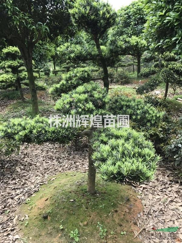 湖南株洲，造型羅漢松，8-15cm