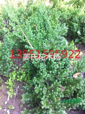 基地直銷大小葉扶芳藤爬行衛(wèi)矛速鋪扶芳藤京八號常青藤價格實惠