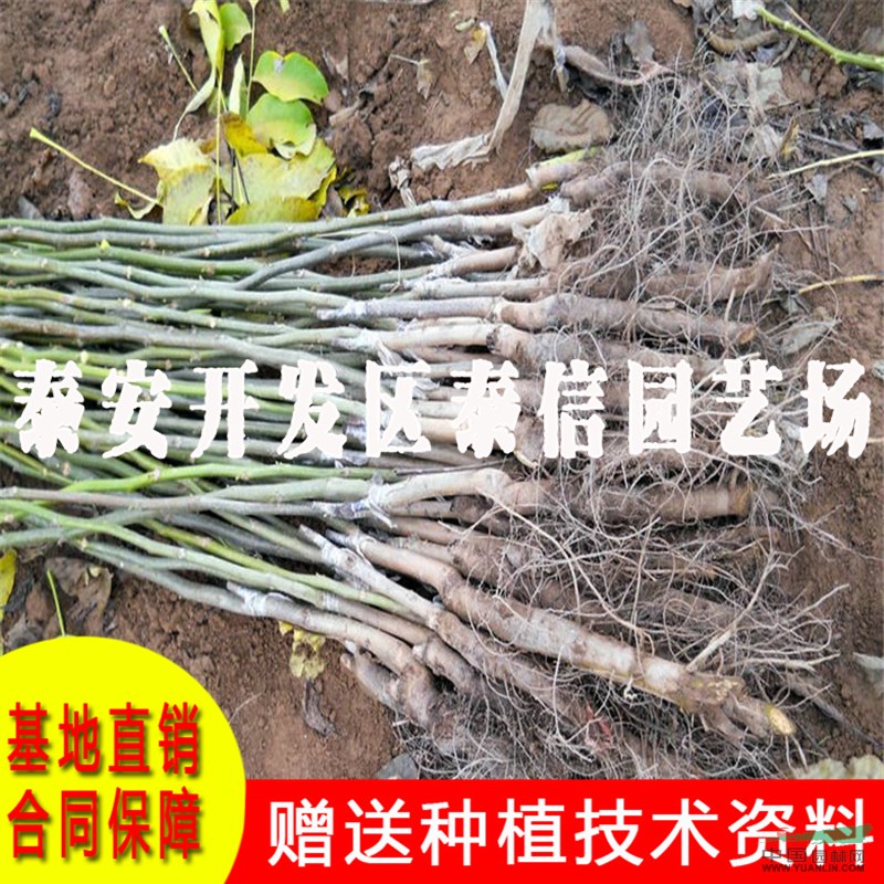 核桃苗基地 核桃苗批發(fā)