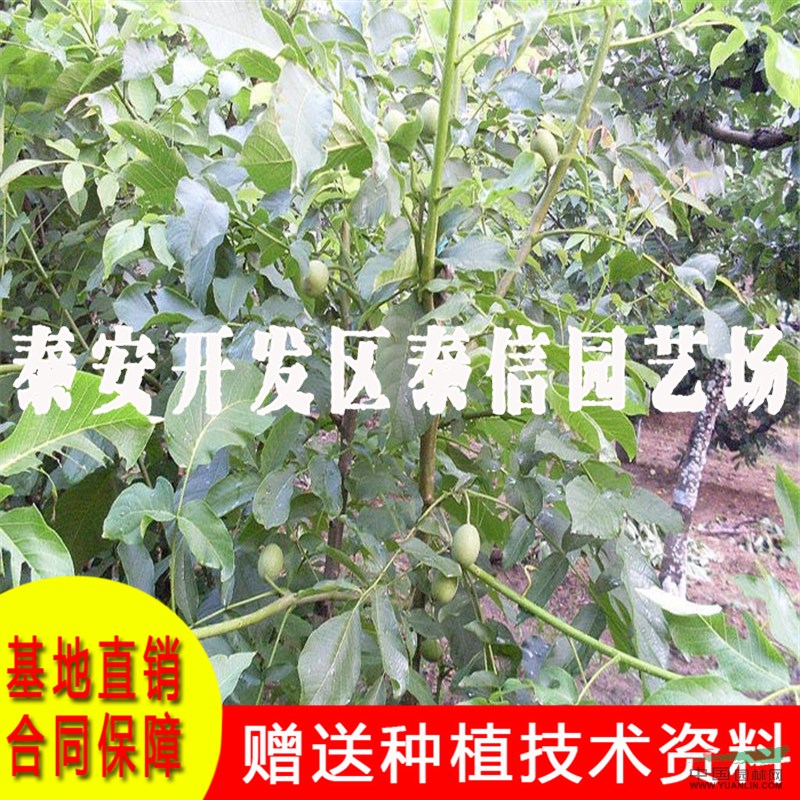 上宋6號核桃苗價格 上宋6號核桃苗基地