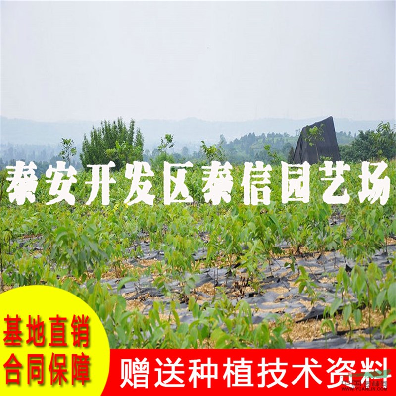 上宋6號核桃苗價格 上宋6號核桃苗基地