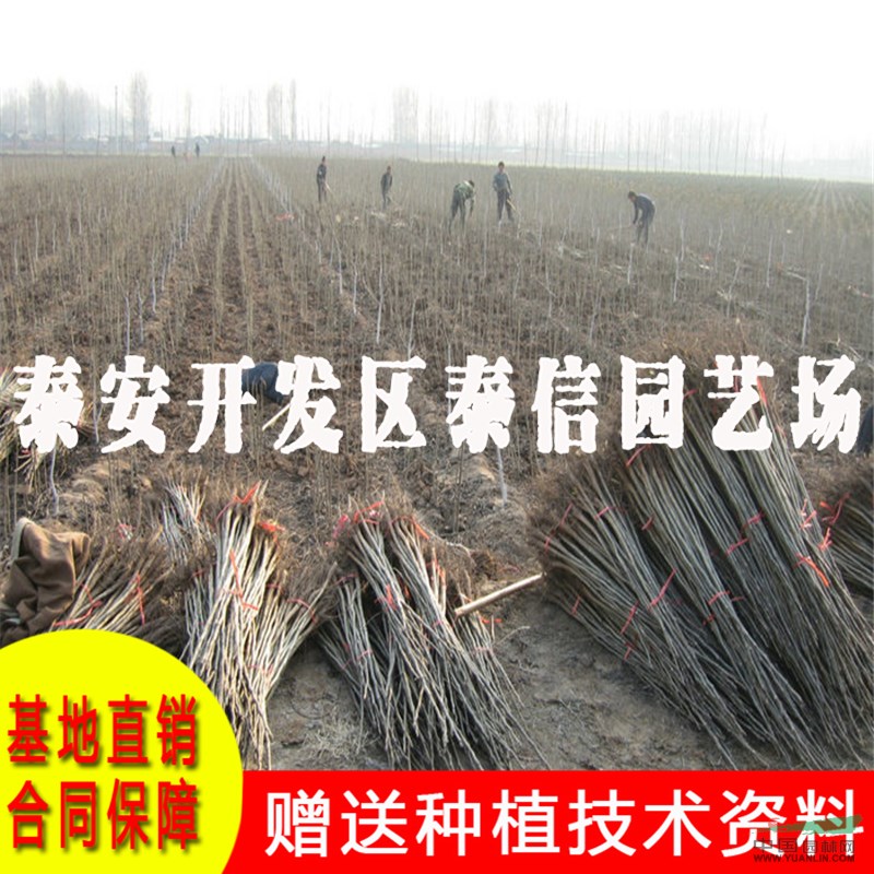 薄豐核桃苗批發(fā) 薄豐核桃苗價格