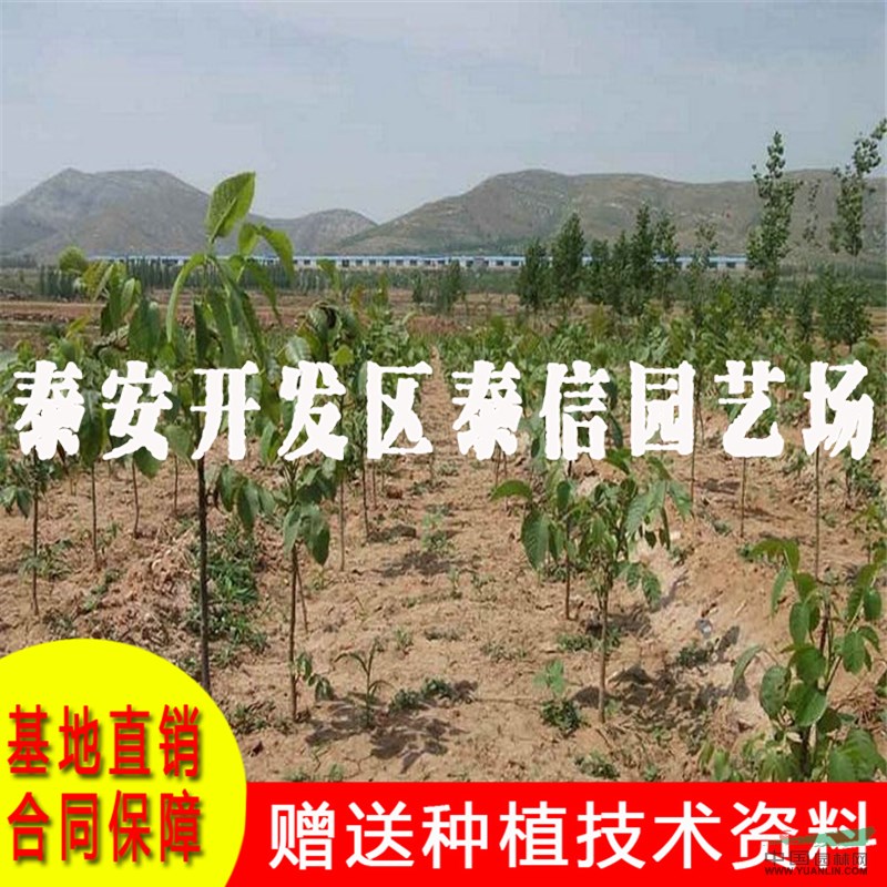 薄豐核桃苗批發(fā) 薄豐核桃苗價格