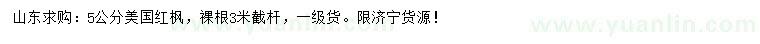 求購5公分美國紅楓