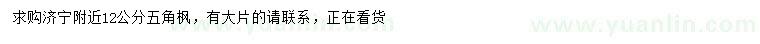 求購(gòu)12公分五角楓