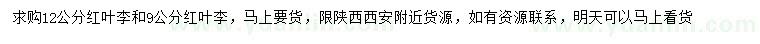 求購(gòu)9、12公分紅葉李