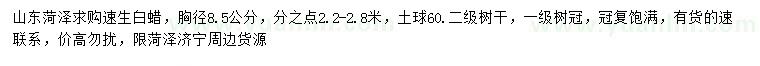 求購胸徑8.5公分速生白蠟